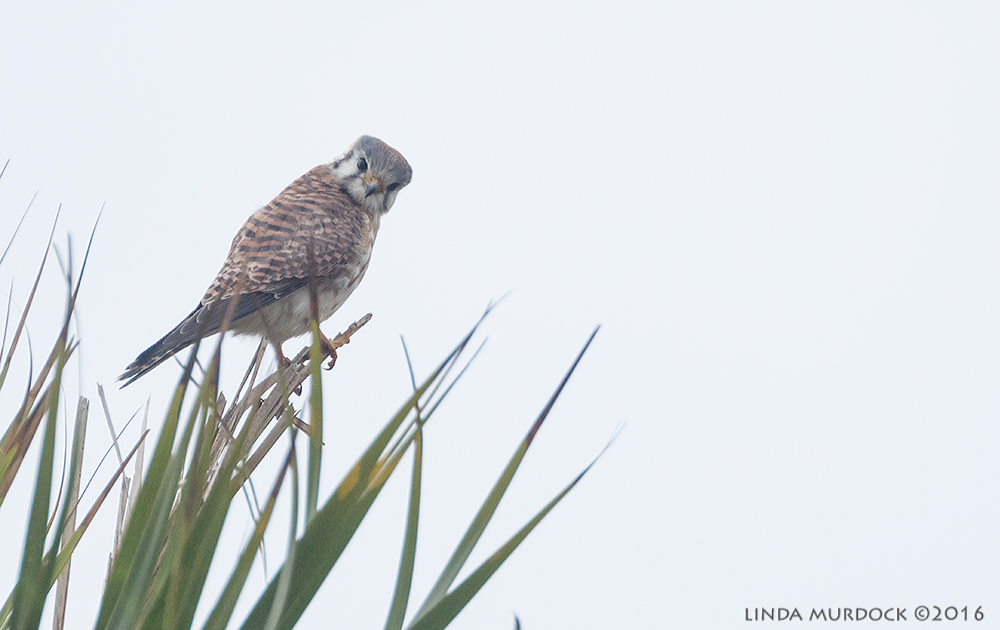 Female Kestrel giving me the eye Sony A77II with Sony f/4 500 G + 1.4x TC; 1/500 sec f/6.3 ISO 1250; braced in window