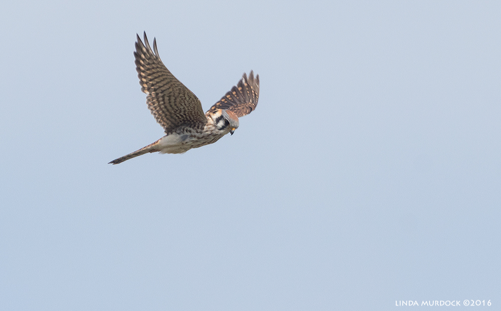 Kestrel in flight Sony A77II with Sony f/4 500 G + 1.4x TC; 1/2000 sec f/6.3 ISO 640; tripod