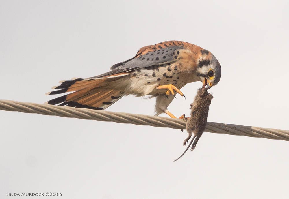 Male Kestrel with mouse Sony A77II with Sony f/4 500 G + 1.4x TC; 1/2000 sec f/8.0 ISO 640; braced on truck