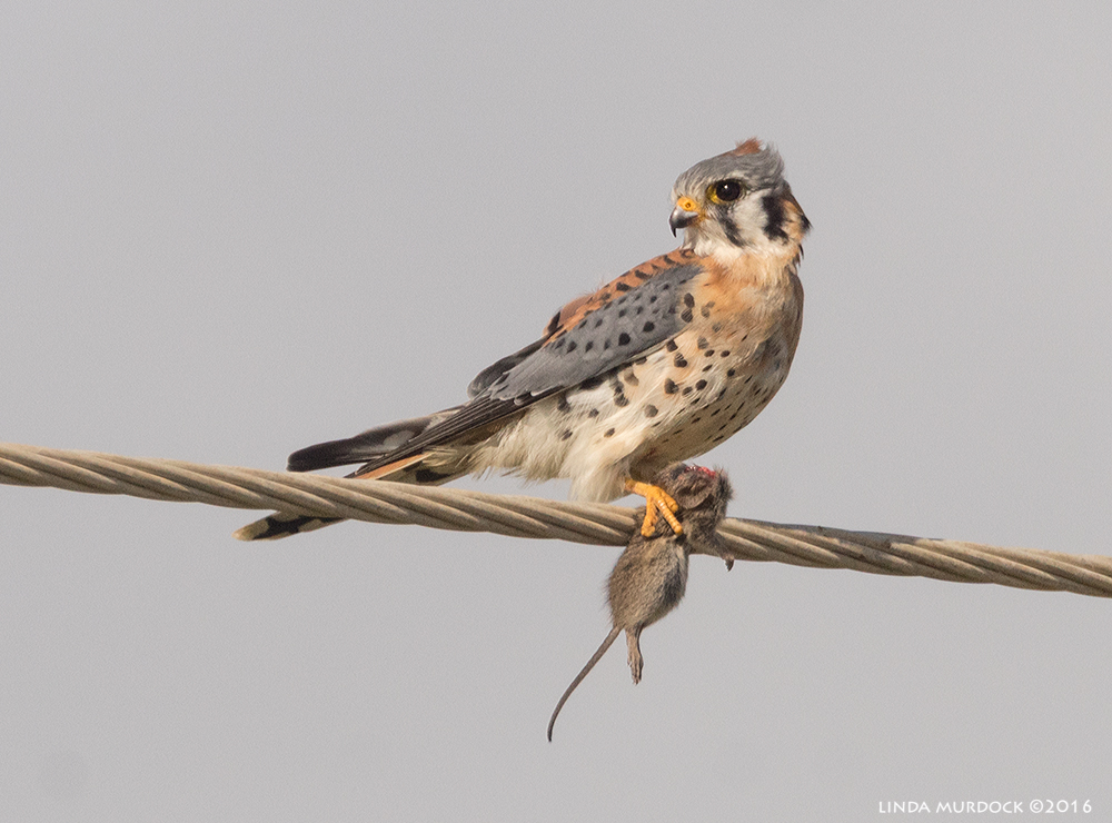 Kestrel with mouse Sony A77II with Sony f/4 500 G + 1.4x TC; 1/2000 sec f/8.0 ISO 640; braced on truck