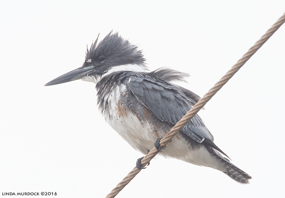 Looking up at Belted Kingfisher Sony A77II with Sony f/4 500 G + 1.4 TC; 1/800 sec f/7.1 ISO 1250; tripod