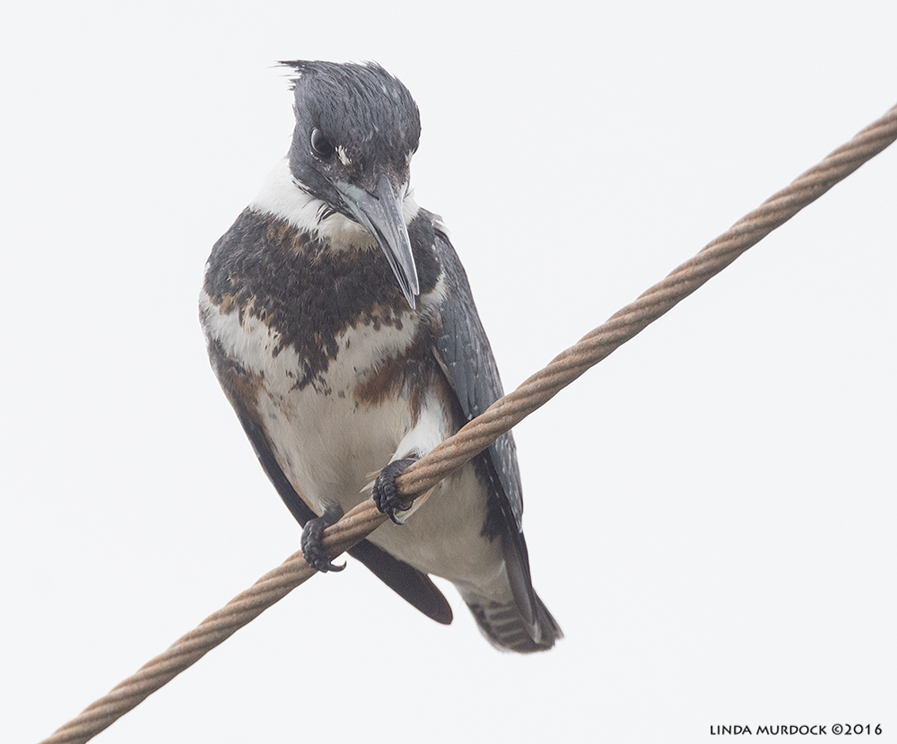 Belted Kingfisher staring down at the water below Sony A77II with Sony f/4 500 G + 1.4 TC; 1/1000 sec f/8.0 ISO 1250; tripod