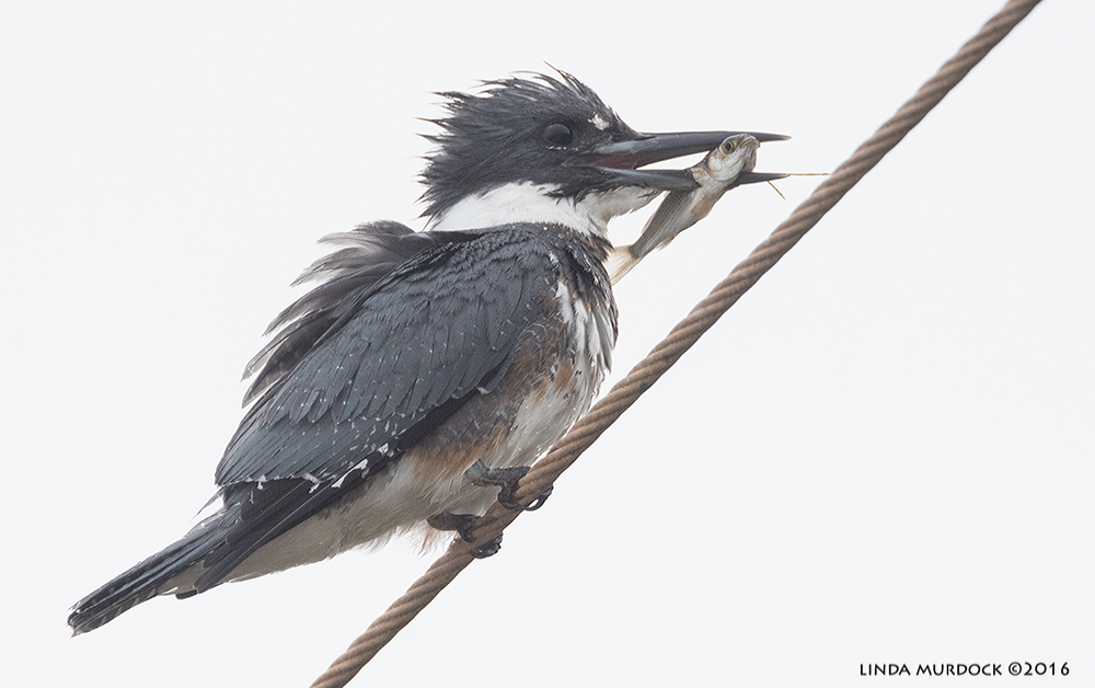 Belted Kingfisher with fish Sony A77II with Sony f/4 500 G + 1.4 TC; 1/1250 sec f/7.1 ISO 1250; tripod