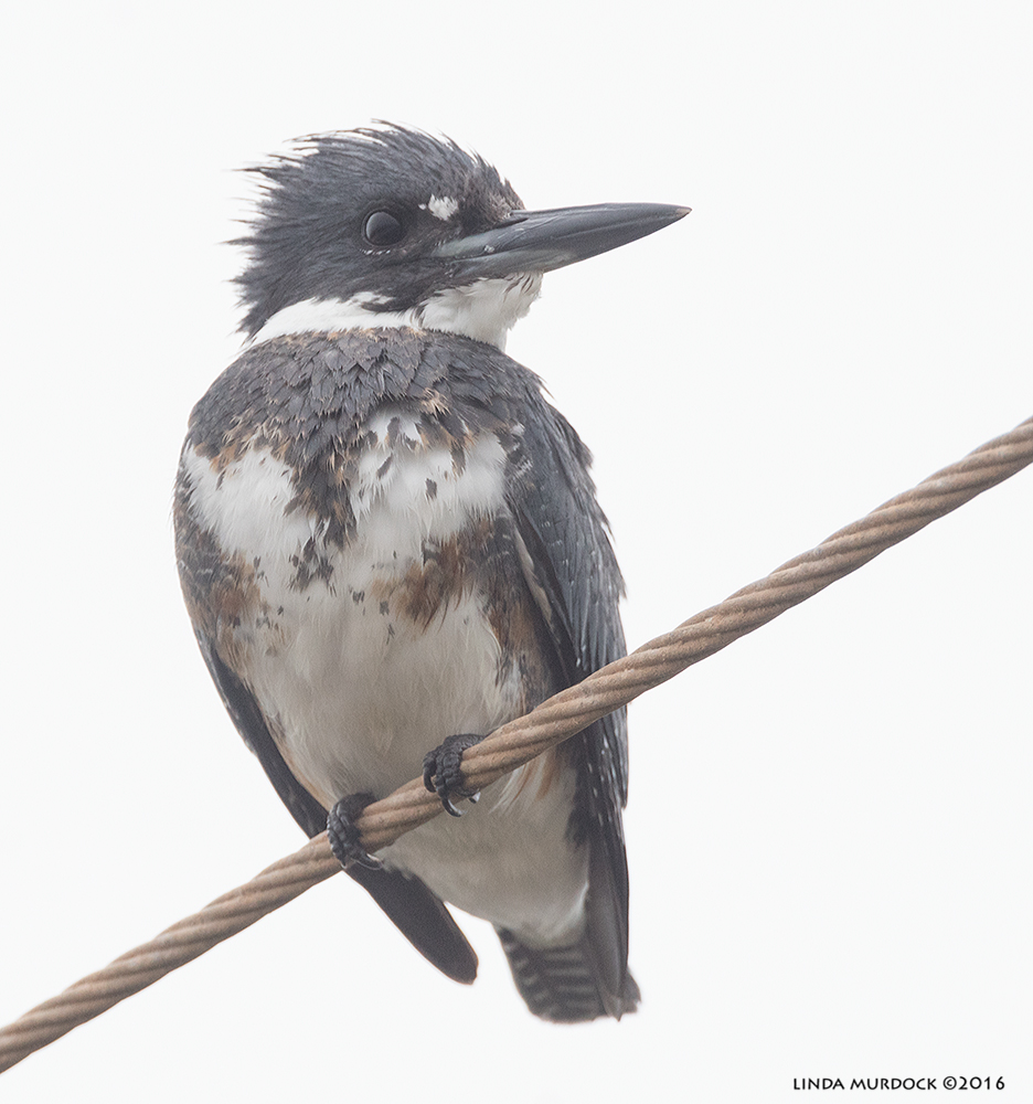 Belted Kingfisher Sony A77II with Sony f/4 500 G + 1.4 TC; 1/800 sec f/8.0 ISO 1250; tripod
