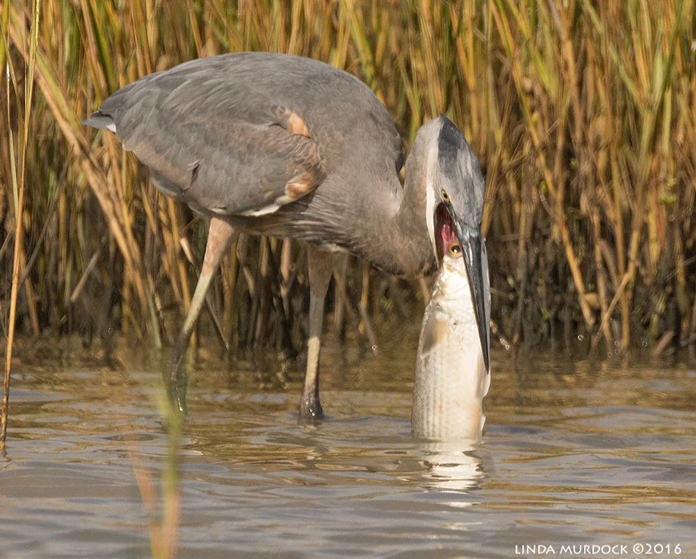 Great Blue Heron and YUGE Fish Sony A77II with Sony f/4 500 G + 1.4 TC; 1/2000 sec f/8.0 ISO 800; tripod