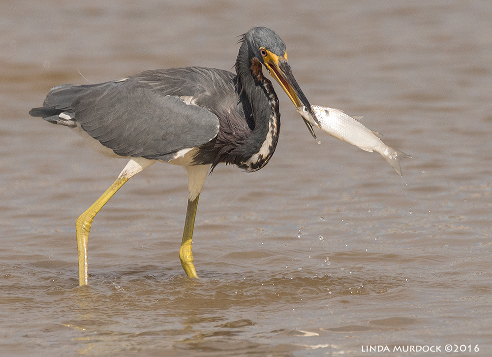 Tricolored Heron with his own big fish Sony A77II with Sony f/4 500 G + 1.4 TC; 1/2000 sec f/8.0 ISO 640; tripod