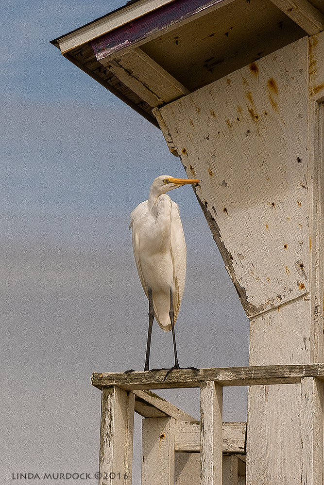 The Great Egret sentry Sony A77II with Sony f/4 500 G + 1.4 TC; 1/2000 sec f/8.0 ISO 800; from truck window