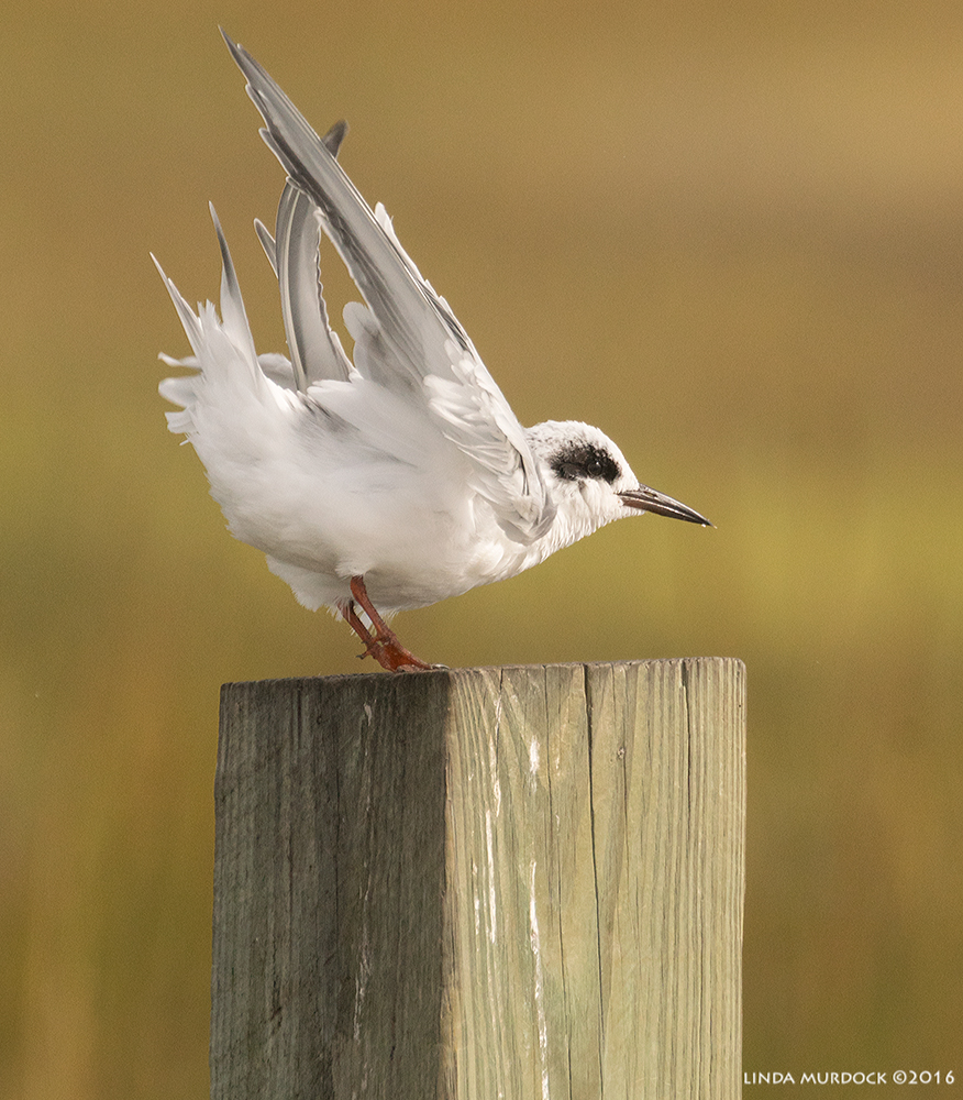 Forster's Tern doing a big stretch Sony A77II with Sony f/4 500 G + 1.4 TC; 1/2000 sec f/7.1 ISO 640; from truck window