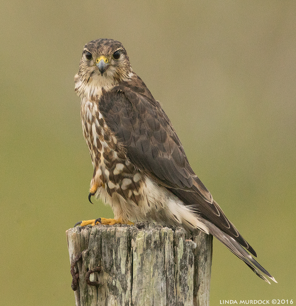Mr Merlin in all his Majesty Sony A77II with Sony f/4 500 G + 1.4 TC; 1/800 sec f/6.3 ISO 1250; from truck window