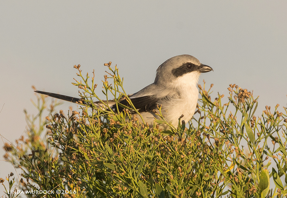 Loggerhead Shrike Sony A77II with Sony f/4 500 G + 1.4 TC; 1/1000 sec f/8.0 ISO 1250; from truck window