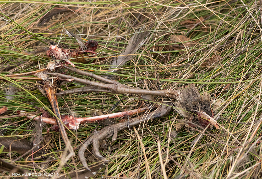 Crime Scene - this was a Clapper Rail
