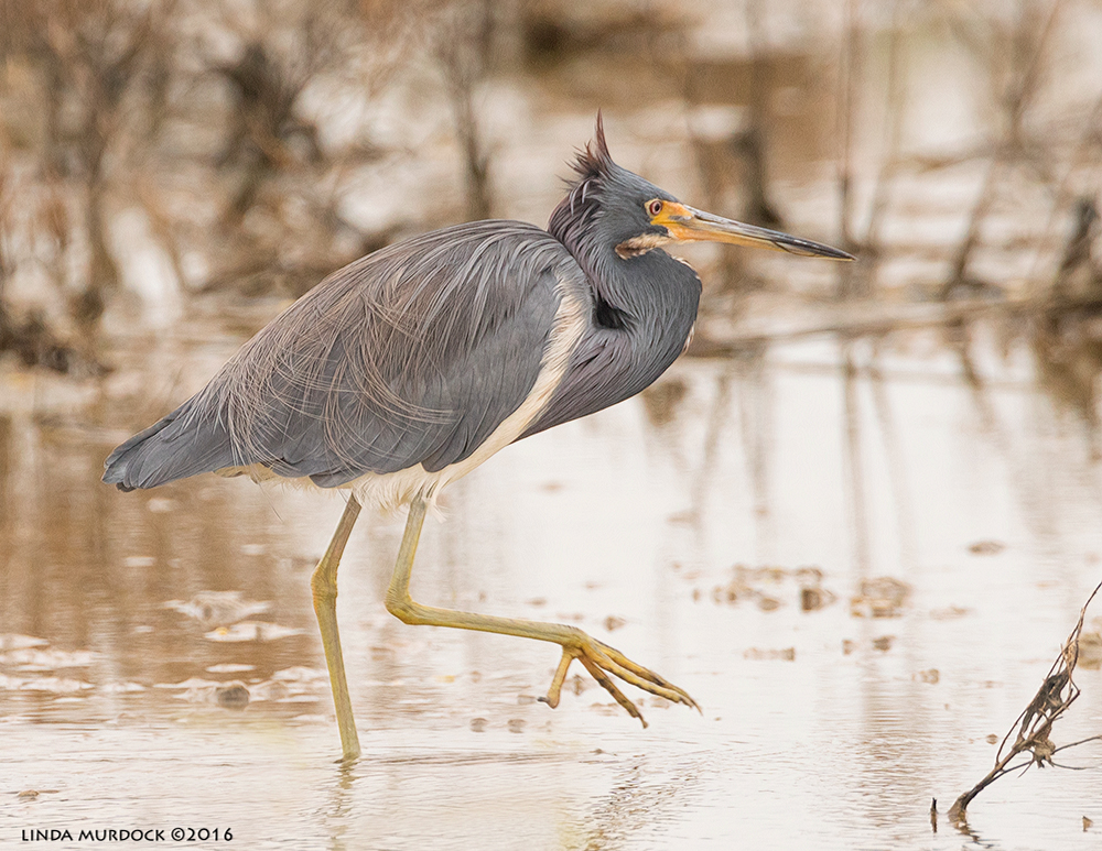 Tricolored Heron off Casco Road in Surfside