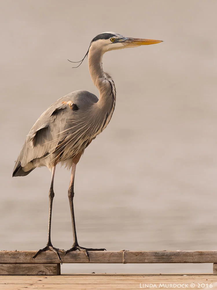 Young Great Blue Heron Nikon D810 with Nikkor 600mm f/4 FL ED+ Nikon 1.4x TC ~ 1/1600 sec f/8.0 ISO 640