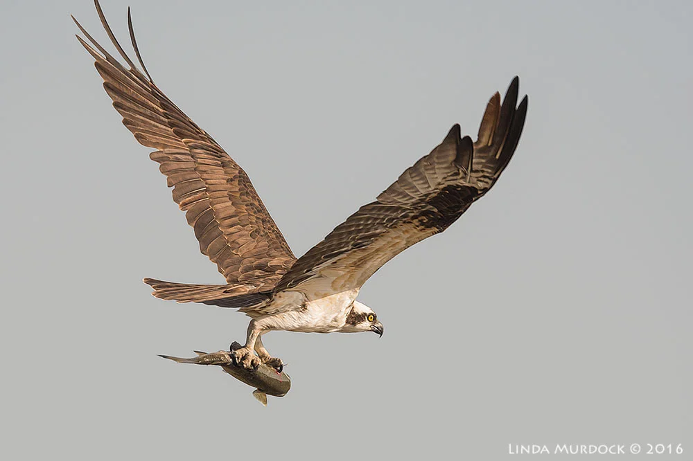 Osprey with big fish (click to embiggen) Nikon D810 with Nikkor 600mm f/4 FL ED+ Nikon 1.4x TC ~ 1/2000 sec f/7.1 ISO 640