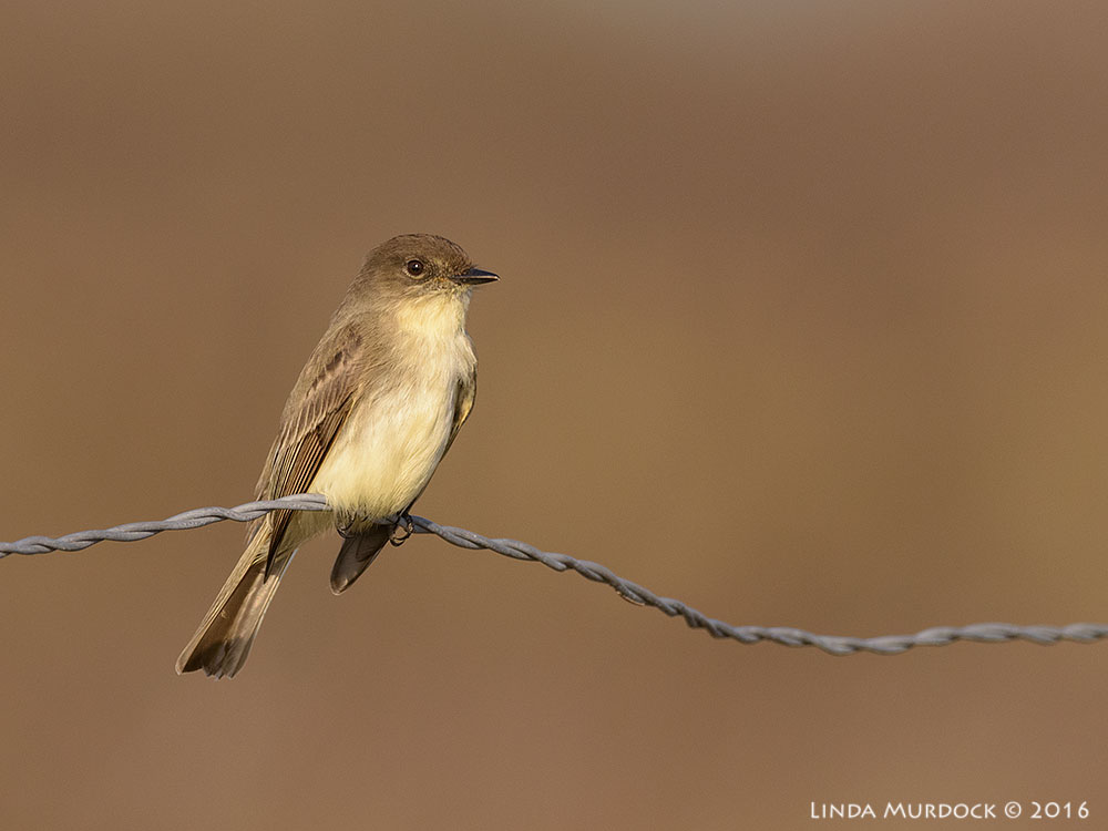 Unusually cooperative Eastern Phoebe Nikon D810 with Nikkor 600mm f/4 FL ED+ Nikon 1.4c TC ~ 1/2000 sec f/7.1 ISO 640