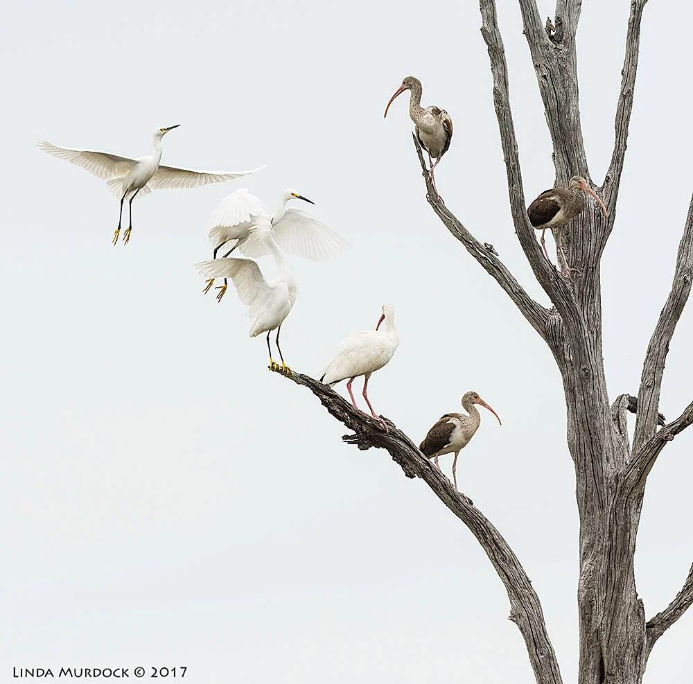 Snowys trying to find room Nikon D810 with NIKKOR 500mm f/4E FL ED VR + Nikon 1.4x TC ~ 1/2000 sec f/8.0 ISO 2000