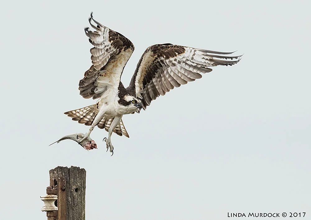 Osprey taking his dinner to a more private dining room Nikon D810 with NIKKOR 500mm f/4E FL ED VR + Nikon 1.4x TC ~ 1/2000 sec f/6.3 ISO 1600