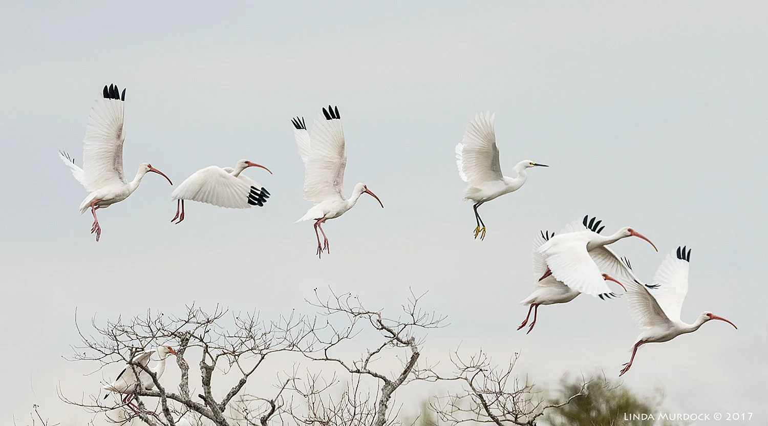 One is not like the others, can you spot the imposter? Nikon D810 with NIKKOR 500mm f/4E FL ED VR + Nikon 1.4x TC ~ 1/2000 sec f/6.3 ISO 2000