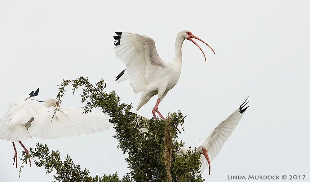 More White Ibis action Nikon D810 with NIKKOR 500mm f/4E FL ED VR + Nikon 1.4x TC ~ 1/2500 sec f/6.3 ISO 1600