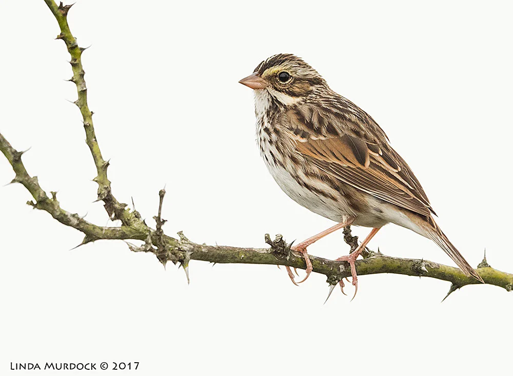 Probably a Savannah Sparrow Nikon D810 with NIKKOR 500mm f/4E FL ED VR + Nikon 1.4x TC ~ 1/2000 secf/6.3 ISO 2500