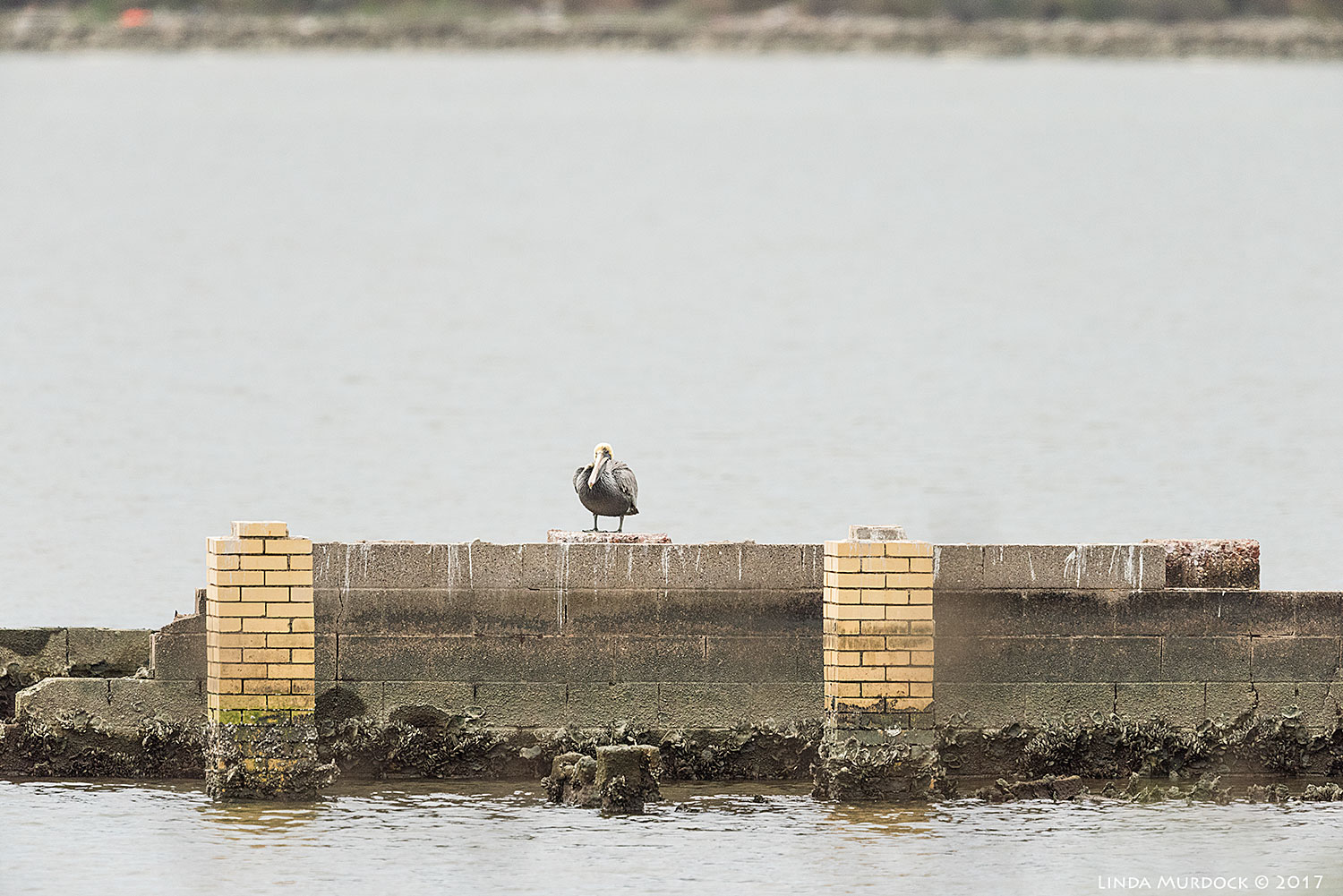 Lone Brown Pelican sentinel at low tide