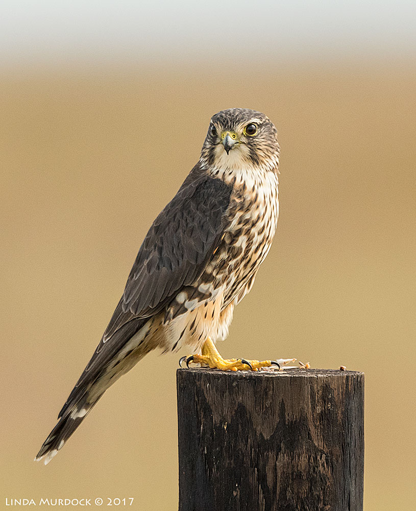 Merlin on road to Frozen Point Nikon D810 with NIKKOR 500mm f/4E FL ED VR + Nikon 1.4x TC ~ 1/2000 sec f/7.1 ISO 1250