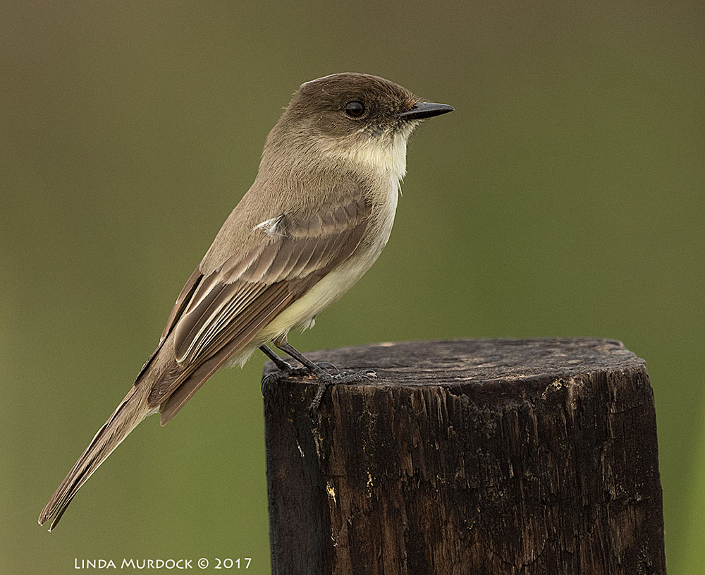 Eastern Phoebe poses Nikon D810 with NIKKOR 500mm f/4E FL ED VR + Nikon 1.4x TC ~ 1/2000 sec f/7.1 ISO 1250