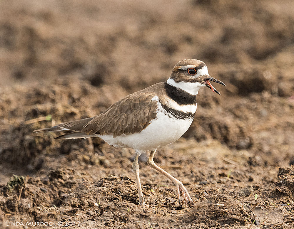 Killdeer with last of tasty worm Nikon D810 with NIKKOR 500mm f/4E FL ED VR + Nikon 1.4x TC ~ 1/1250 sec f/7.1 ISO 1000