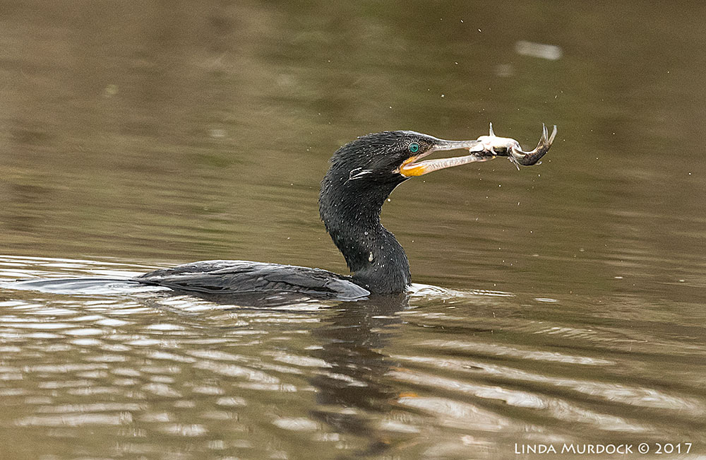 Neotropic Cormorant brings up a catfish Nikon D810 with NIKKOR 500mm f/4E FL ED VR + Nikon 1.4x TC ~ 1/1600 sec f/6.3 ISO 2000