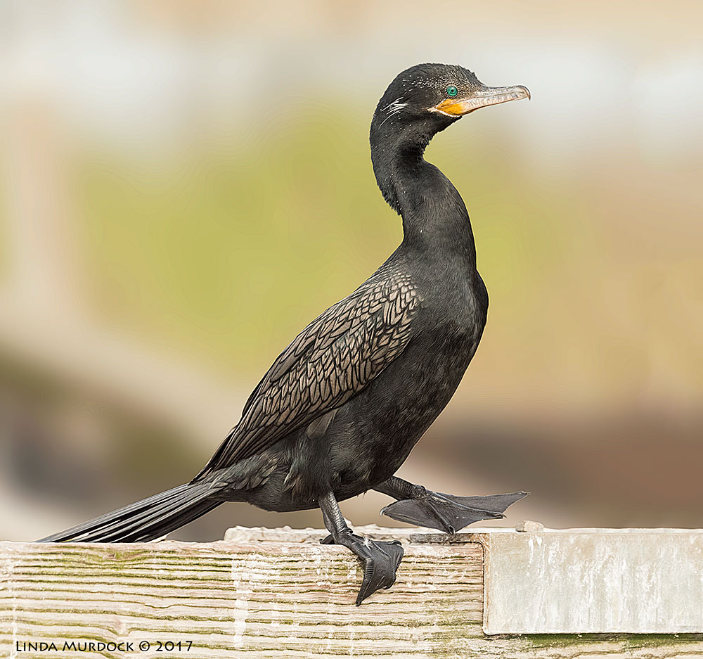 Star of the chorus line Nikon D810 with NIKKOR 500mm f/4E FL ED VR + Nikon 1.4x TC ~ 1/1600 sec f/6.3 ISO 2000