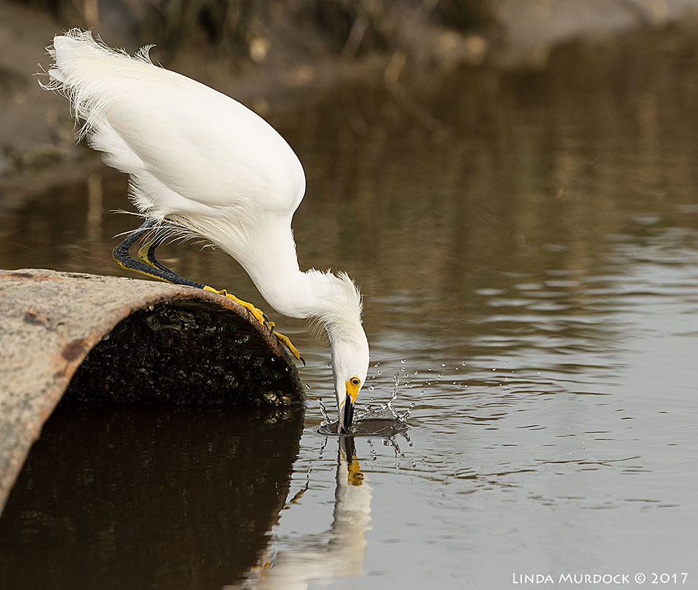 Action shot! Nikon D810 with NIKKOR 500mm f/4E FL ED VR + Nikon 1.4x TC ~ 1/2000 sec f/7.1 ISO 800