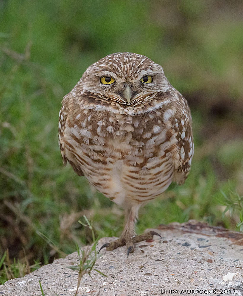 Burrowing Owl balanced on one foot. Nikon D810 with NIKKOR 500mm f/4E FL ED VR + Nikon 1.4x TC ~ 1/500 sec f/6.3 ISO 3200