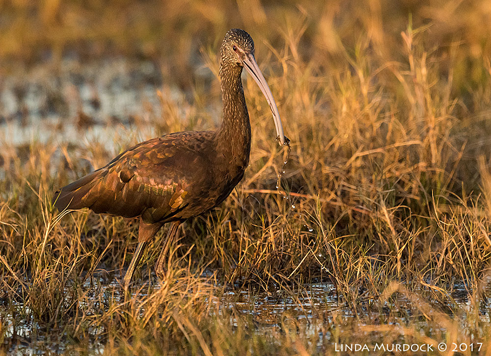 White-faced Ibis with a crawfish Nikon D810 with NIKKOR 500mm f/4E VR + Nikon 1.4x TC ~ 1/1600 sec f/6.3 ISO 2000
