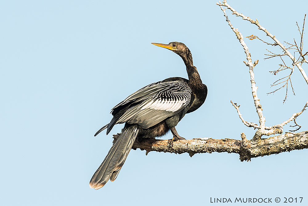 Anhinga enjoying the sunshine Nikon D810 with NIKKOR 500mm f/4E VR + Nikon 1.4x TC ~ 1/1600 sec f/6.3 ISO 1600