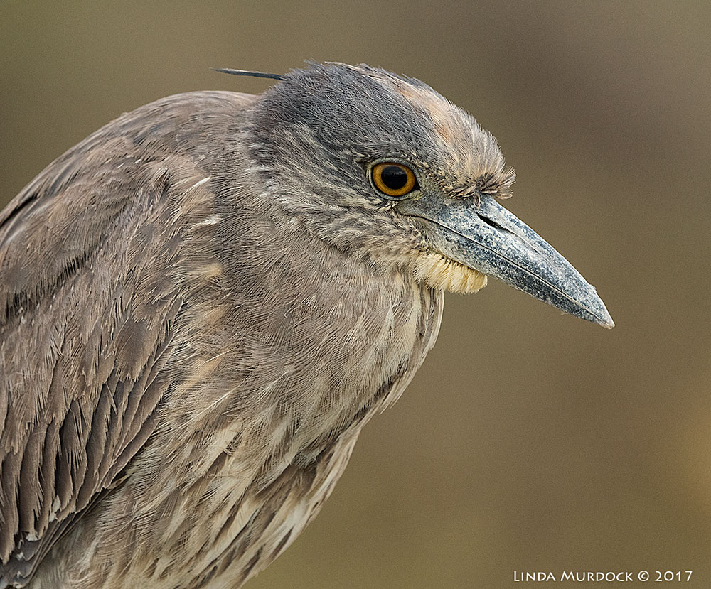 Young Yellow-crowned Night Heron portrait Nikon D810 with NIKKOR 500mm f/4E VR + Nikon 1.4x TC ~ 1/1250 sec f/8.0 ISO 1250