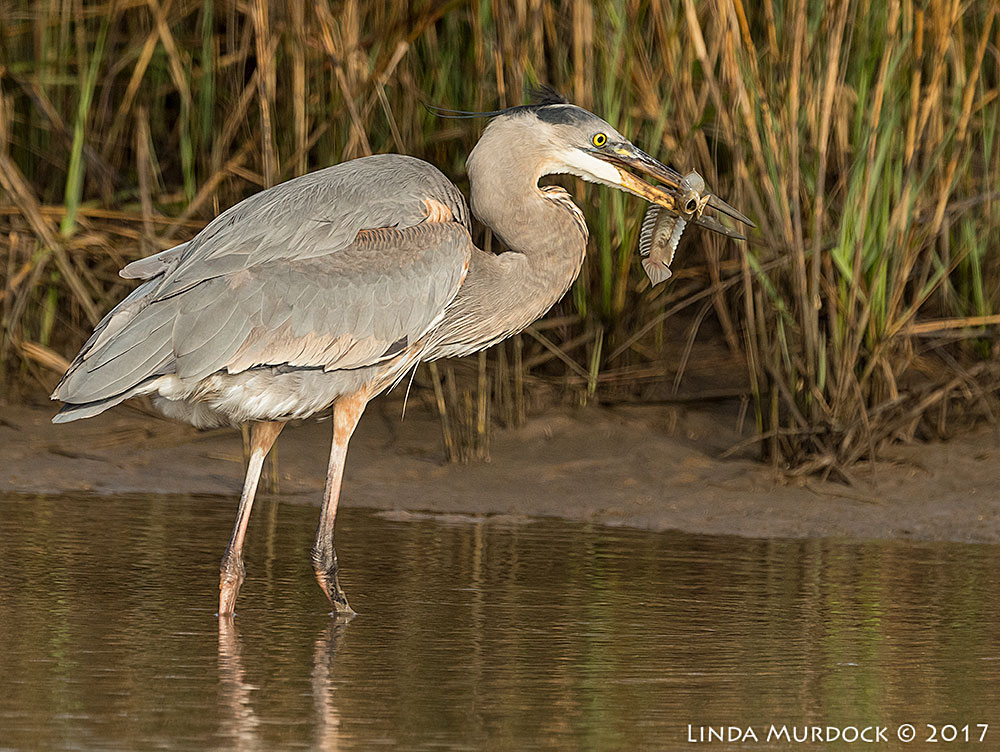 Great Blue Heron with a great fish Nikon D810 with NIKKOR 500mm f/4E VR + Nikon 1.4x TC ~ 1/2000 sec f/8.0 ISO 1000