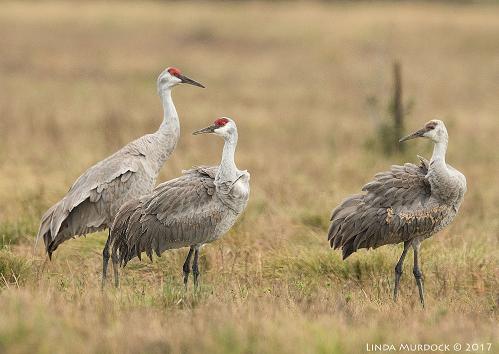 Mom, Dad and junior Nikon D810 with NIKKOR 500mm f/4E FL ED VR + Nikon 1.4x TC ~ 1/2000 sec f/7.1 ISO 800