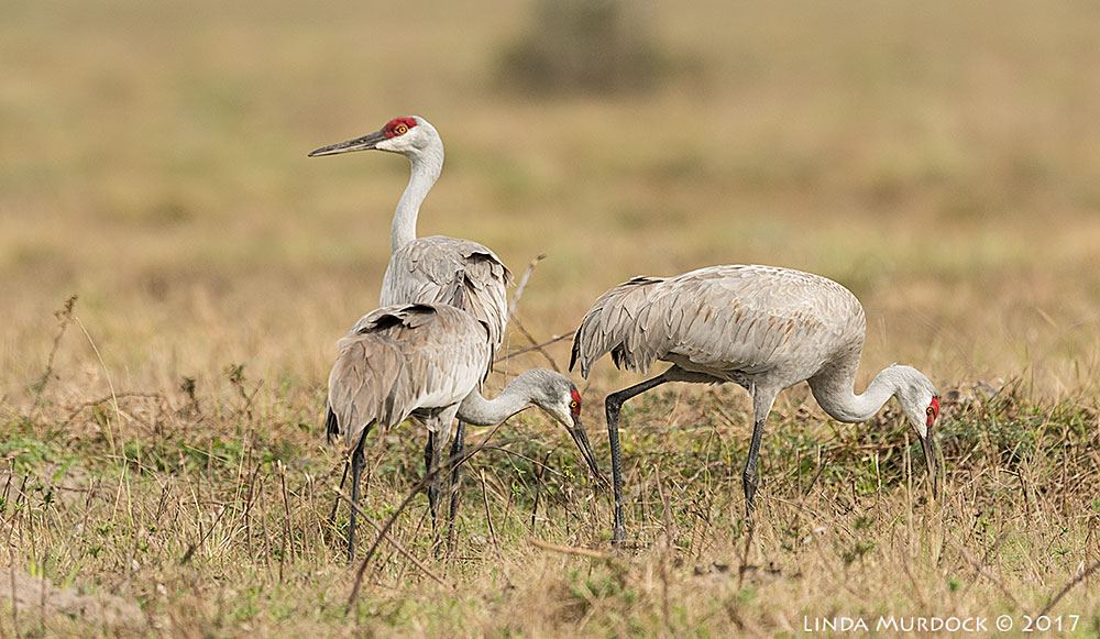 Keeping a look out while others feed Nikon D810 with NIKKOR 500mm f/4E FL ED VR + Nikon 1.4x TC ~ 1/2000 sec f/6.3 ISO 1250