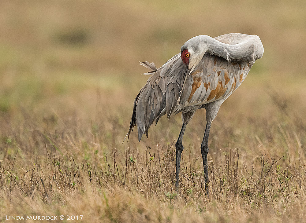 Attention to details Nikon D810 with NIKKOR 500mm f/4E FL ED VR + Nikon 1.4x TC ~ 1/2000 sec f/6.3 ISO 640