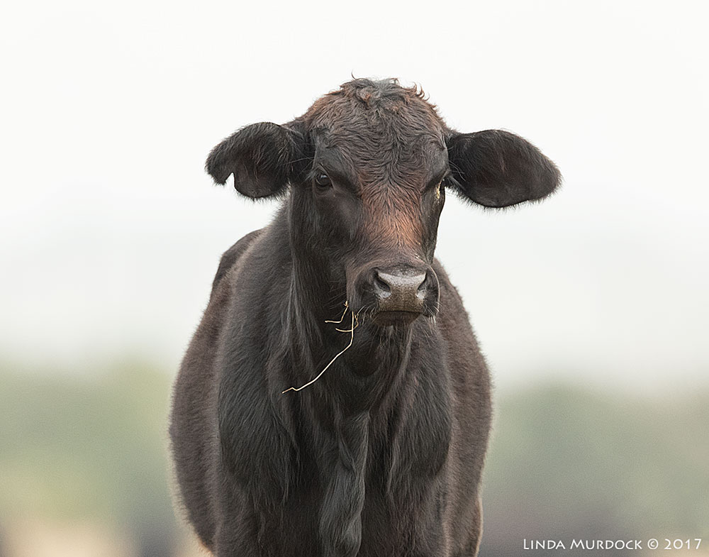 Just look at those eyelashes! Nikon D810 with NIKKOR 500mm f/4E FL ED VR + Nikon 1.4x TC ~ 1/800 sec f/6.3 ISO 1250