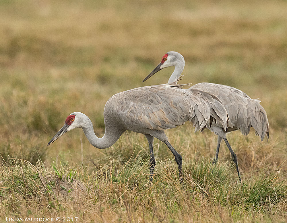 Welcome winter visitors Nikon D810 with NIKKOR 500mm f/4E FL ED VR + Nikon 1.4x TC ~ 1/2000 sec f/6.3 ISO 1000