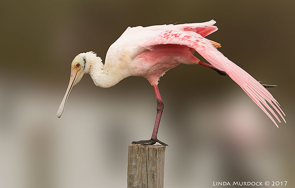 And in a full stretch gymnast pose Nikon D810 with NIKKOR 500mm f/4E VR + Nikon 1.4x TC ~ 1/2000 sec f/7.1 ISO 800