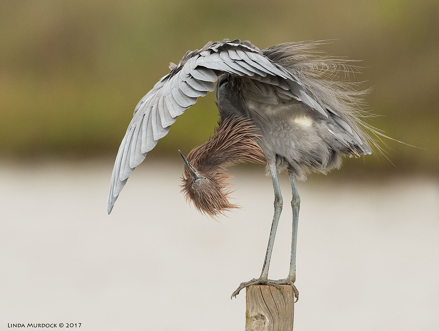 Reddish Egret in a cool pose Nikon D810 with NIKKOR 500mm f/4E VR + Nikon 1.4x TC ~ 1/2000 sec f/7.1 ISO 1000