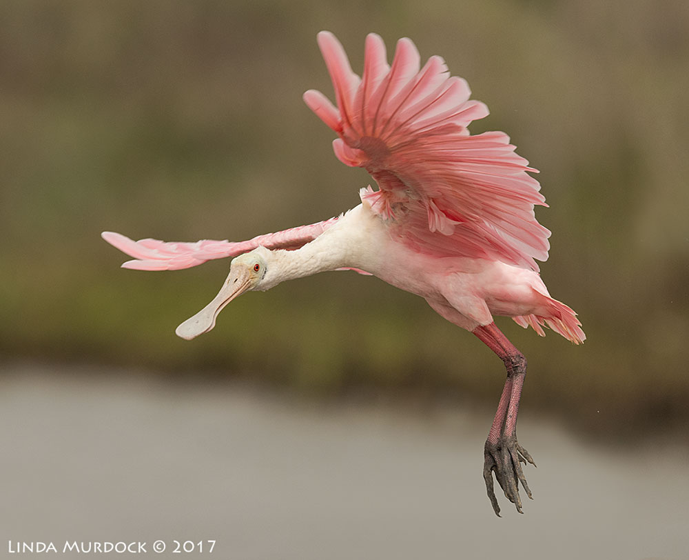 Pink ballerina with muddy feet Nikon D810 with NIKKOR 500mm f/4E VR + Nikon 1.4x TC ~ 1/2000 sec f/8.0 ISO 1000