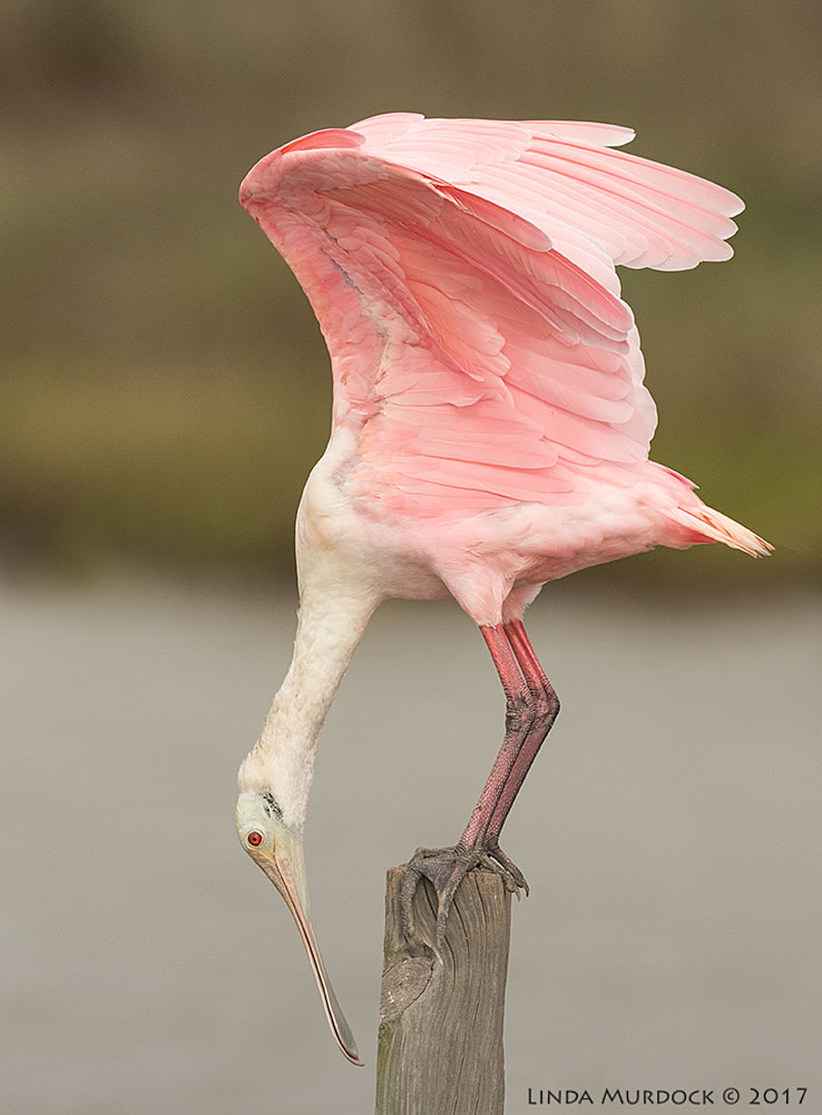Spoonbill showoff Nikon D810 with NIKKOR 500mm f/4E VR + Nikon 1.4x TC ~ 1/2000 sec f/8.0 ISO 1000