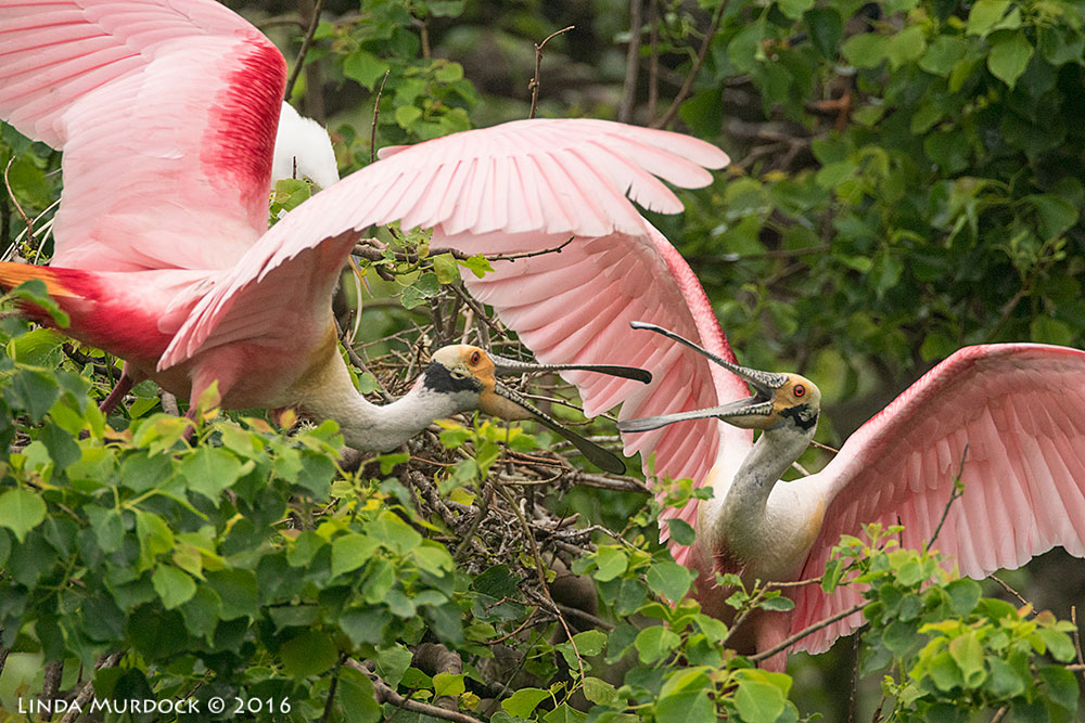 Two adults in full breeding colors having a bit of an alcaration Sony A77II with Sony f/4 500 G ~ f/5.6 1/1250 sec ISO 1250; tripod