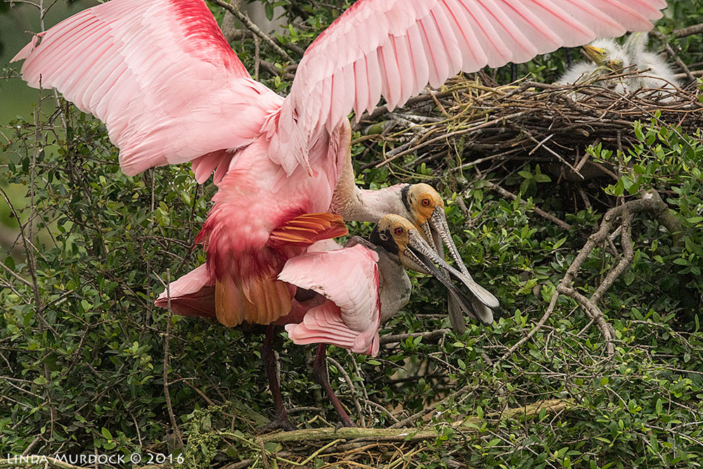 Careful.... this is definitely NSFW Sony A77II with Sony f/4 500 G ~ f/7.1 1/1250 sec ISO 1250; tripod