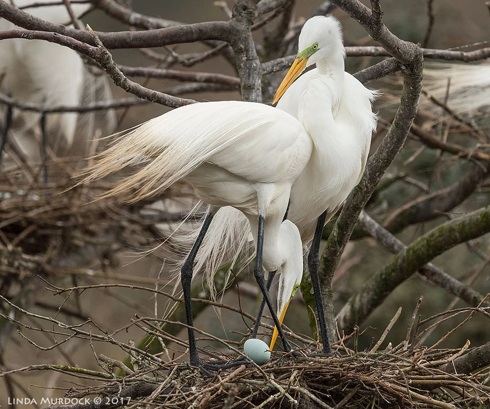 Perhaps new parents; they had lost one egg and seemed awkward and inexperienced Nikon D810 with NIKKOR 500mm f/4E VR + Nikon 1.4x TC ~ 1/2500 sec f/6.3 ISO 800; tripod