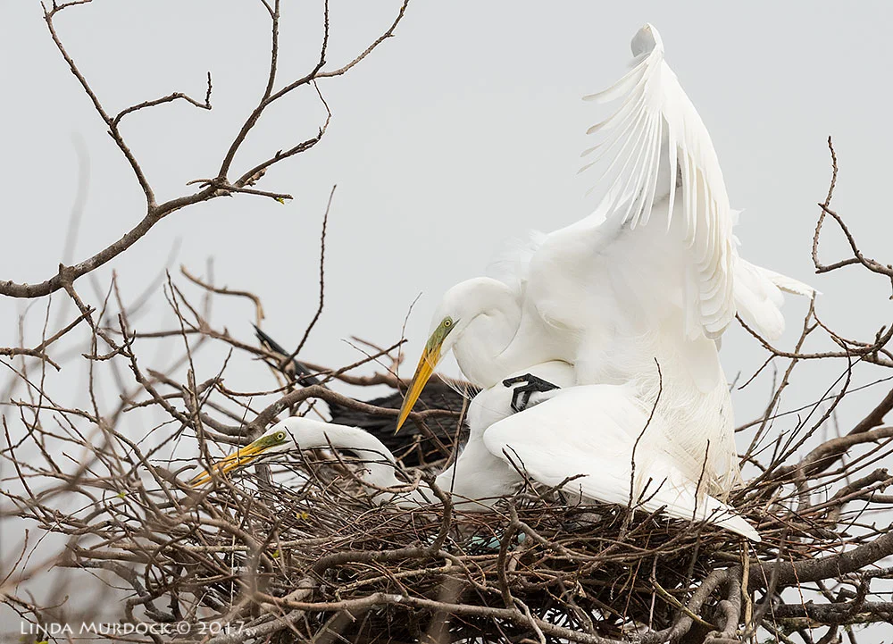 More mating; note the bright green around their eyes is starting to fade Nikon D810 with NIKKOR 500mm f/4E VR + Nikon 1.4x TC ~ 1/2000 sec f/6.3 ISO 2500; tripod