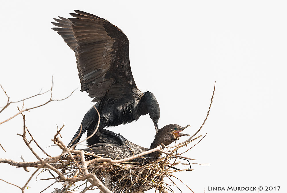 Neotropic Cormorants are nesting, too Nikon D810 with NIKKOR 500mm f/4E VR + Nikon 1.4x TC ~ 1/640 sec f/6.3 ISO 640; tripod